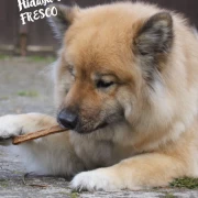 Fresco Martin Rütter Kaustange Kennenlernpaket Superfoods 3x 150g