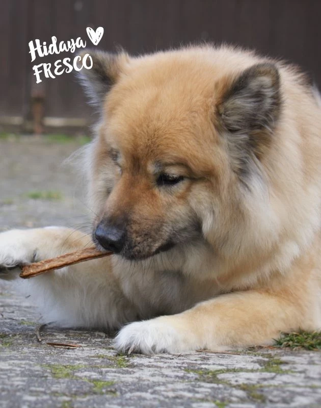 Fresco Martin Rütter Kaustange mit Kaninchen, Blaubeeren und Cranberry 150g