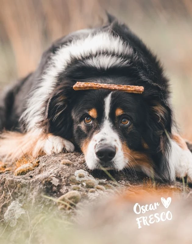 Fresco Martin Rütter Kaustange mit Ente 150g Fresco Martin Rütter Kaustange mit Ente 150g