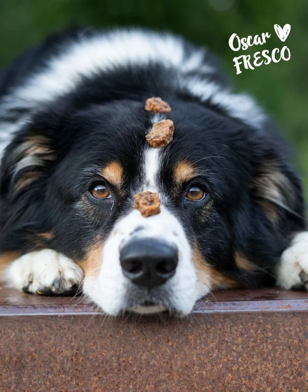 Fresco Martin Rütter Trainingsdrops Rind 150g Fresco Martin Rütter Trainingsdrops Rind 150g