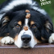 Fresco Martin Rütter Trainingsdrops Rind 150g