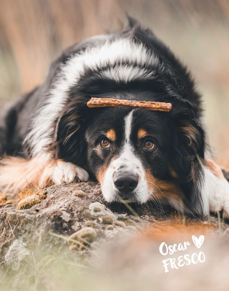 Martin Rütter Kaustange mit Ente 150g