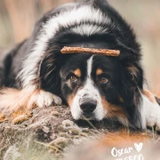 Martin Rütter Kaustange mit Ente 150g